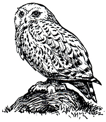 . 206. ,  ,  (Nyctea scandiaca)