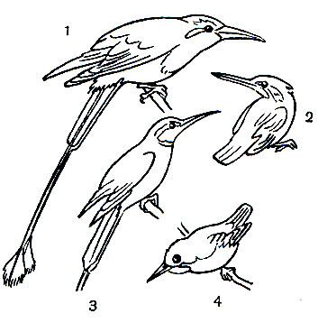  45. : 1 -   (Eumomota superciliosa); 2 -   (Alcedo atthis); 3 -   (Merops apiaster); 4 -   (Todus todus)
