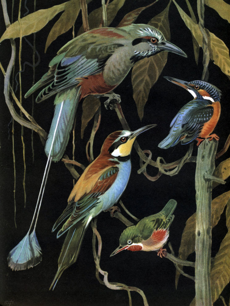  45. : 1 -   (Eumomota superciliosa); 2 -   (Alcedo atthis); 3 -   (Merops apiaster); 4 -   (Todus todus)