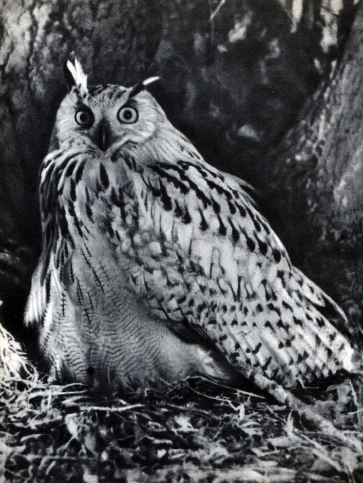  46.   (Bubo bubo)