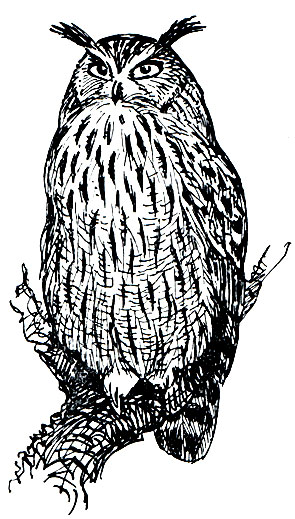 . 208.   (Bubo bubo)