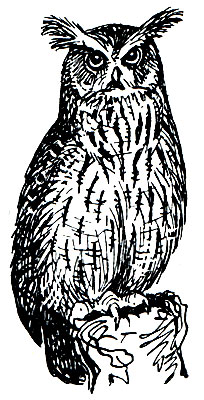 . 207.   (Ketupa zeylonensis)