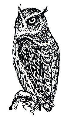 . 210.   (Otus bakkamoena)