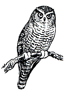 . 211.   (Surnia ulula)
