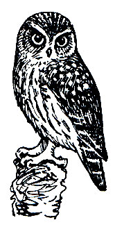 . 212.   (Glaucidium passerinum)
