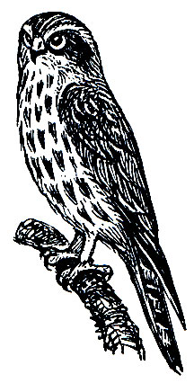 . 213.    (Ninox scutulata)