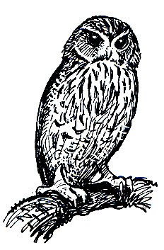 . 214.   (Gymnoglaux lawrencii)