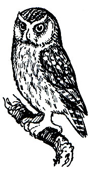 . 216.   (Aegolius funereus)