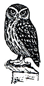 . 215.    (Athene noctua)