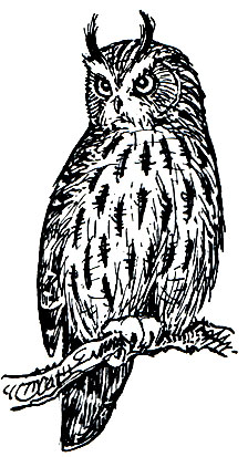 . 217.   (Asio otus)