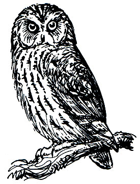 . 218.   (Strix aluco)