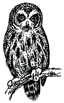 . 219.   (Strix nebulosa)