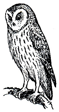 . 220.   (Tyto alba)