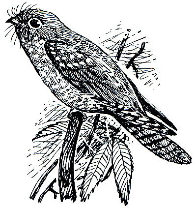. 221.  (Steatornis caripensis)