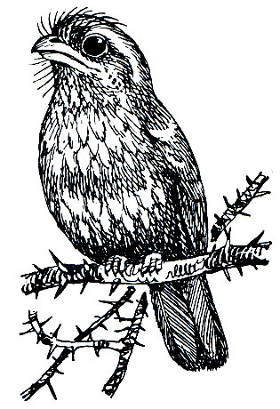 . 223.   (Batrachostomus javensis)