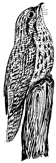 . 224.       (Nyctibius griseus)