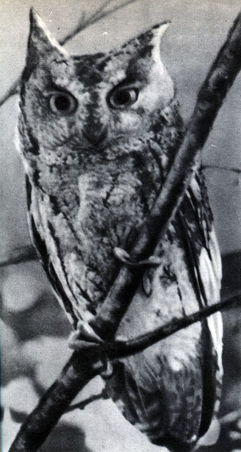  47.  .   (Otus bakkamoena)