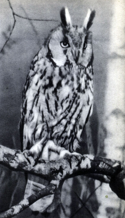  47 .  .   (Asio otus)