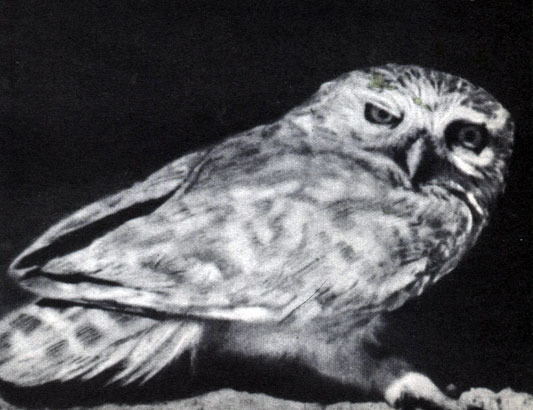  47.   .    (Athene noctua)
