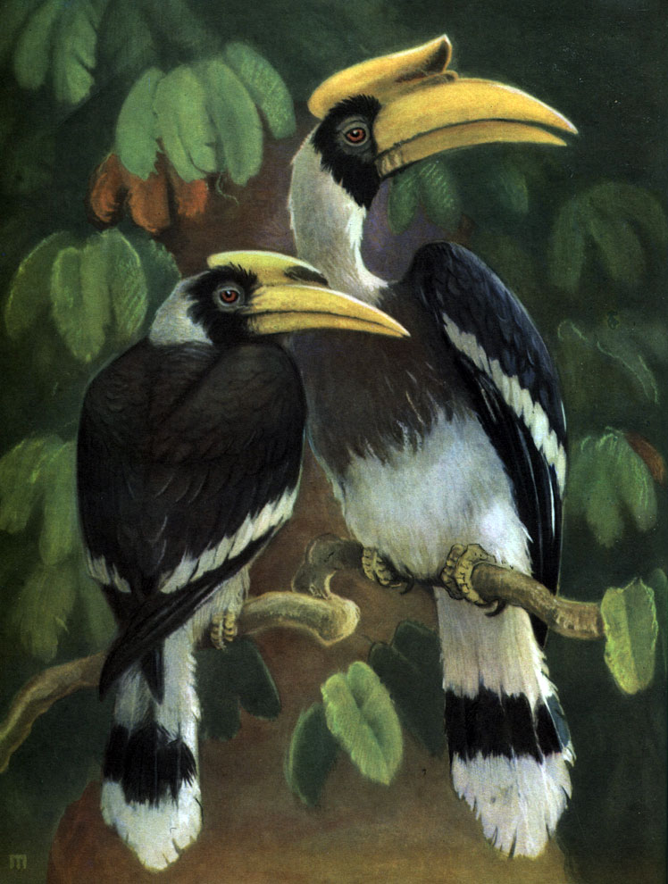  48.  (Buceros bicornis),  ,  