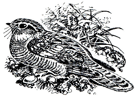 . 225.   (Caprimulgus europaeus)