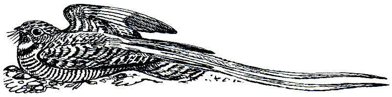 . 226.   (Semeiophorus vexillaris)