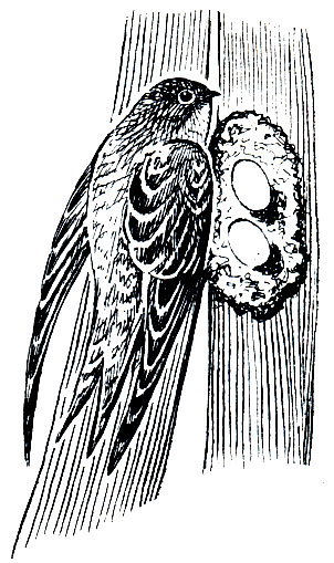 . 228.   (Cypsiurus parvus)