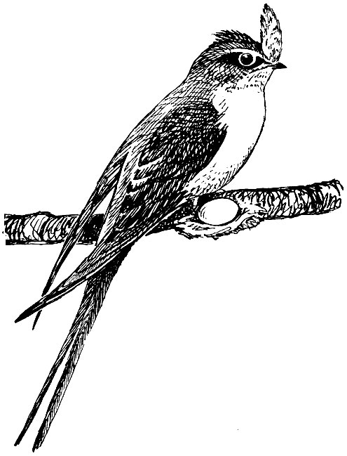 . 231.  (Hemiprocne longipennis)