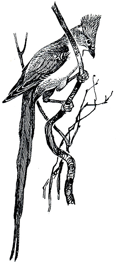 . 233.  - (Colius macrourus)