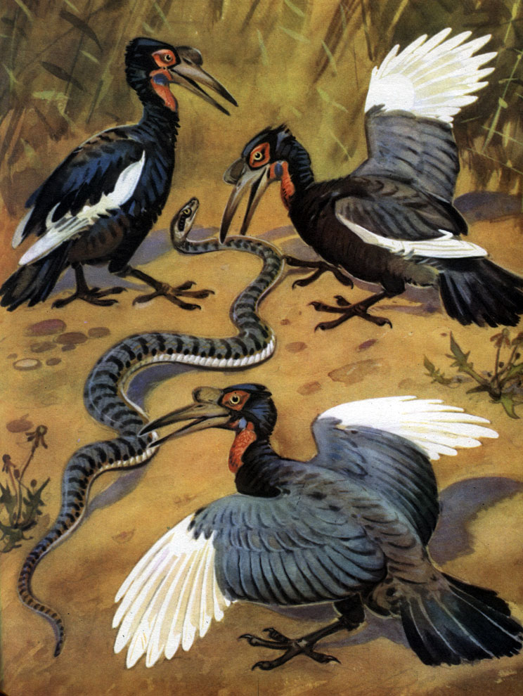  49.   (Bucorvus abissinicus)