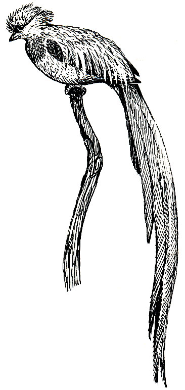 . 234.  (Pharomachrus mocino)
