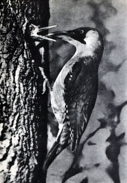  50.   .   (Picus viridis),  