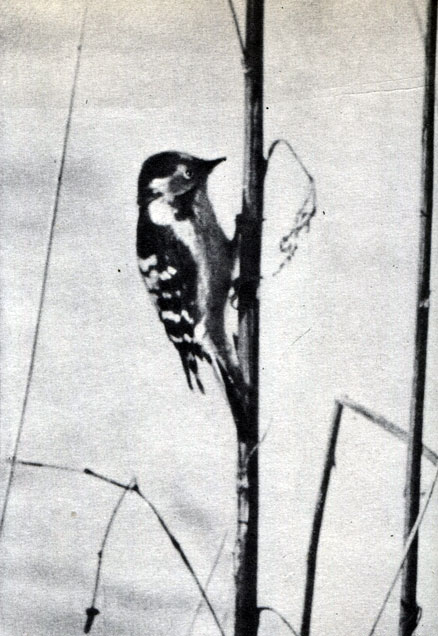  50 .   .    (Dendrocopos minor)