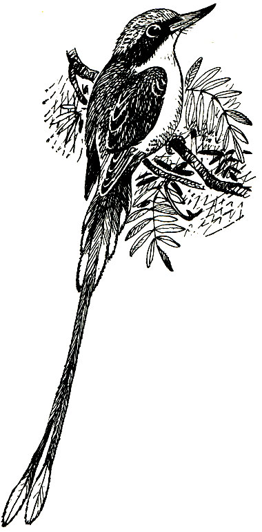 . 235.  (Tanisiptera galatea)