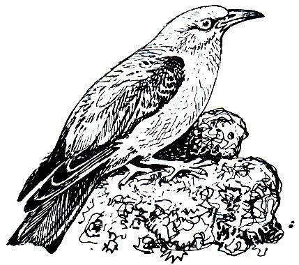. 238.   (Coracias garrulus)