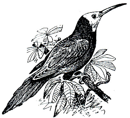 . 240.    (Phoeniculus bolleri)