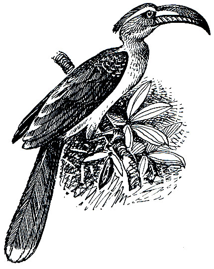 . 241.   (Tockus nasutus)