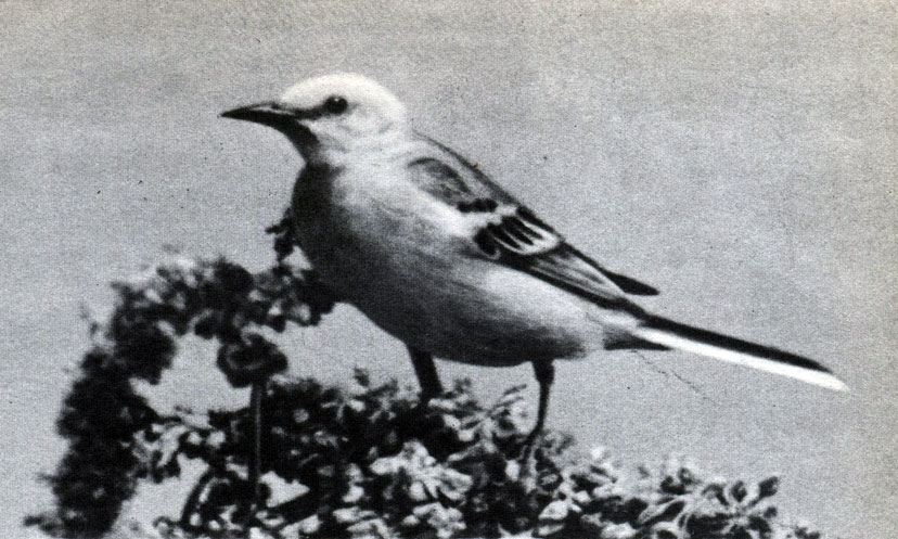  51.   .   (Motacilla lutea)