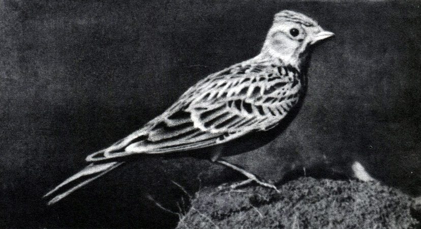 51 .   .   (Alauda arvensis)