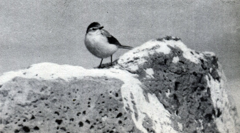  51 .   .   (Motacilla cinerea)