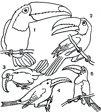  52. : 1 -   (Ramphastus toco); 2 -   (R. sulfuratus); 3 -   (Aulacorhynchus prasinus); 4 -   (Andigena laminirostris); 5 -   (Pteroglossus viridis)