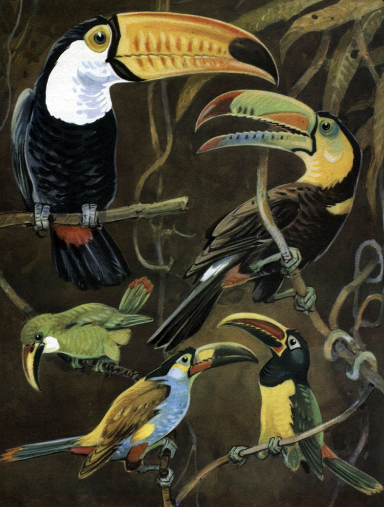  52. : 1 -   (Ramphastus toco); 2 -   (R. sulfuratus); 3 -   (Aulacorhynchus prasinus); 4 -   (Andigena laminirostris); 5 -   (Pteroglossus viridis)