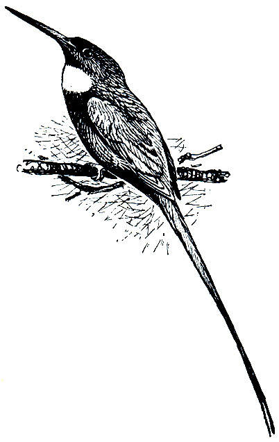 . 242.   (Galbula dea)