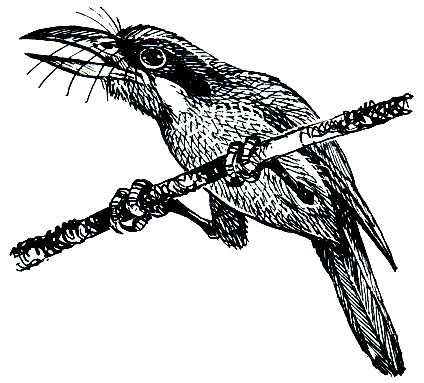 . 243.   (Megalaema ruffiesii)