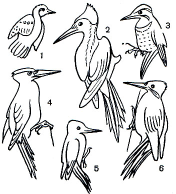  53. : 1 -  (Jynx torquilla); 2 -   (Campephilus principalis); 3 -   (Colaptes auratus); 4 - ,    (Dryocopus martius); 5 -    (Dendrocopos minor); 6 -   (Picus viridis)