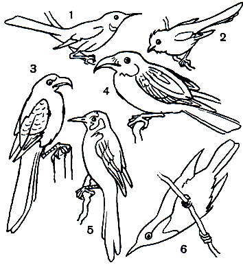  54.    : 1 -   (Dendronanthus indicus); 2 -  (Suthora webbiana); 3 -   (Lanius tigrinus); 4 -   (Eurystomus orientalis); 5 -   (Pericrocotus roseus); 6 -   (Zosterops erythropleura)