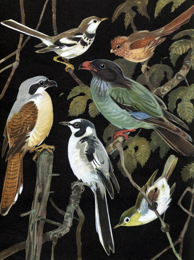  54.    : 1 -   (Dendronanthus indicus); 2 -  (Suthora webbiana); 3 -   (Lanius tigrinus); 4 -   (Eurystomus orientalis); 5 -   (Pericrocotus roseus); 6 -   (Zosterops erythropleura)