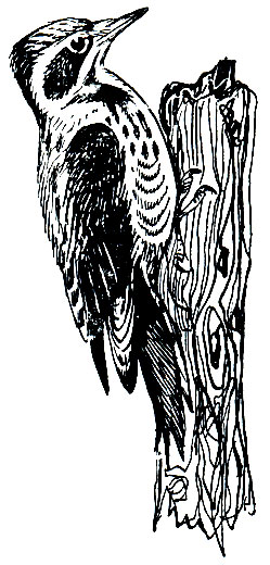 . 247.   (Picoides tridactylus)