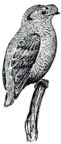 . 248.    (Calyptomena viridis)