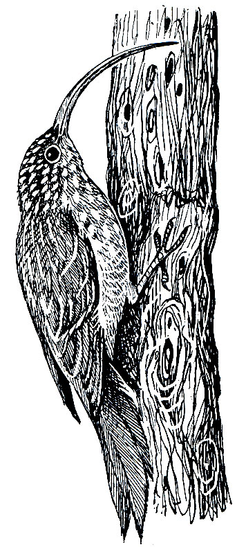 . 249.   (Campyloramphus trochilirostris)
